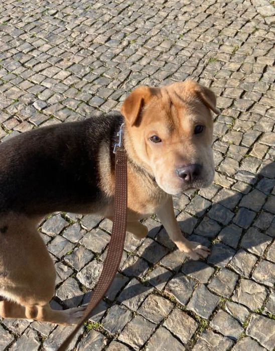 Menina X Sharpei para adoção responsável