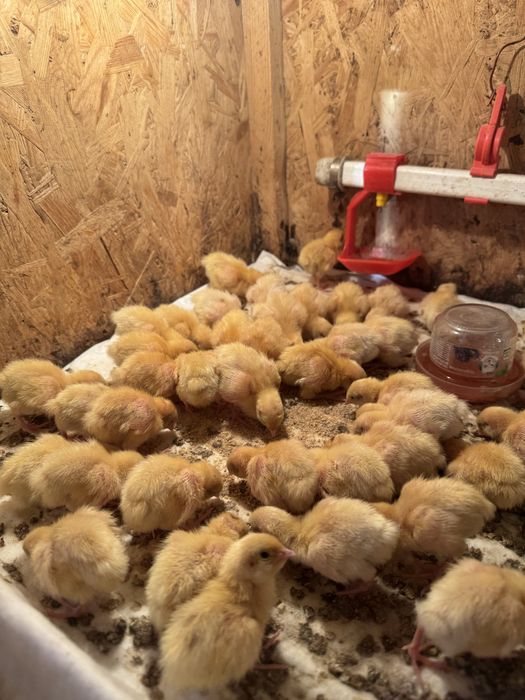 перепелине інкубаційне яйце, харчове, тушки перепелов