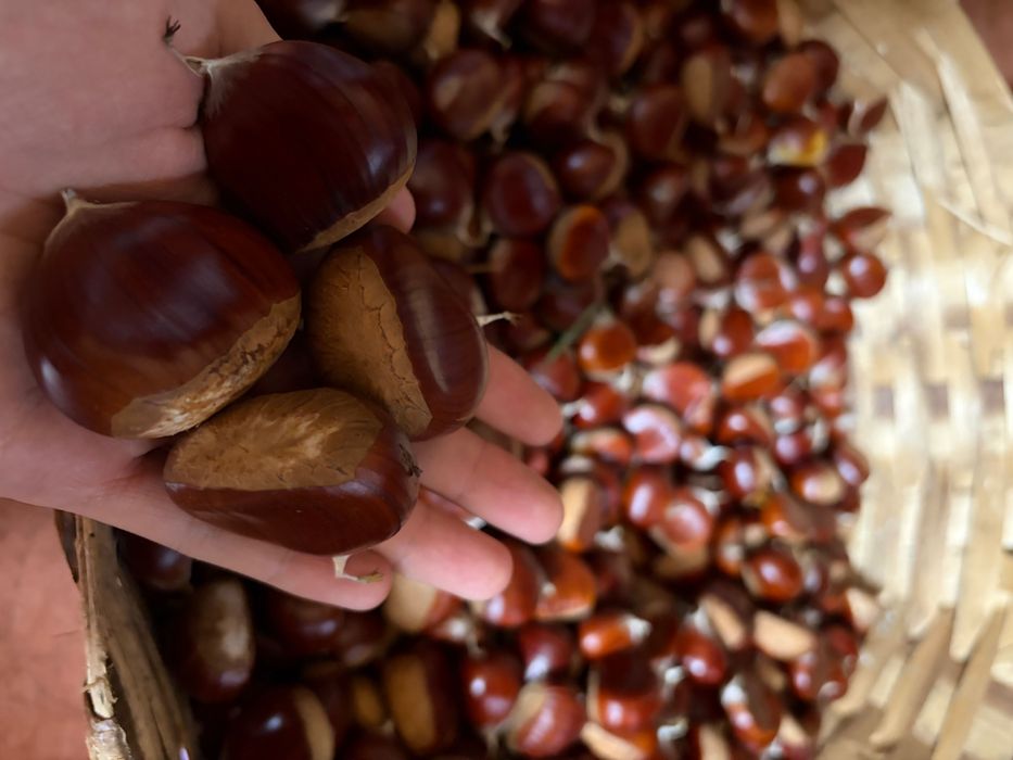 Castanha saborosa