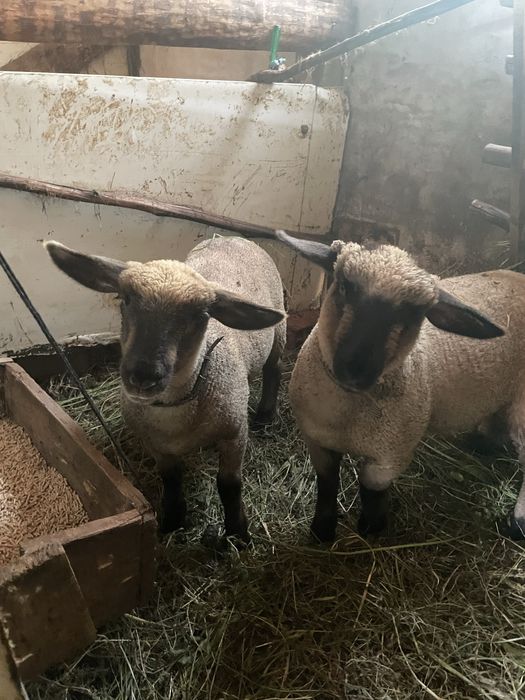 Vendo ovelha e 2 cordeiras de raça Suffolk