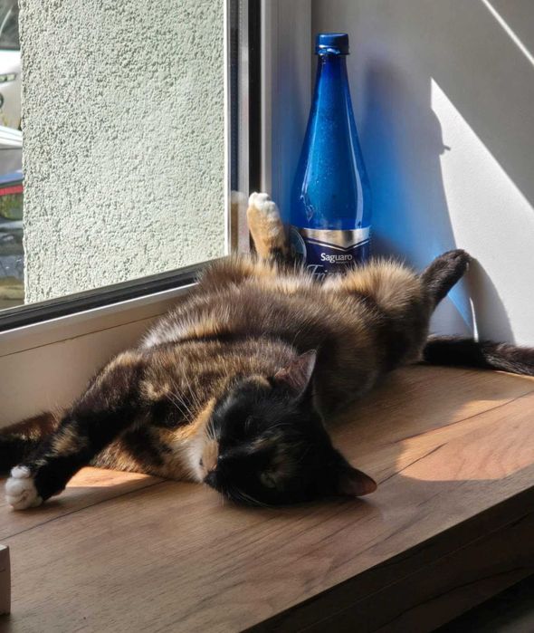 Adoptuj Shirę! – Twoją nową partnerkę do wspólnego czytania książek.