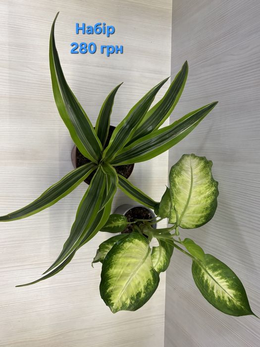 Набір кімнатних квітів