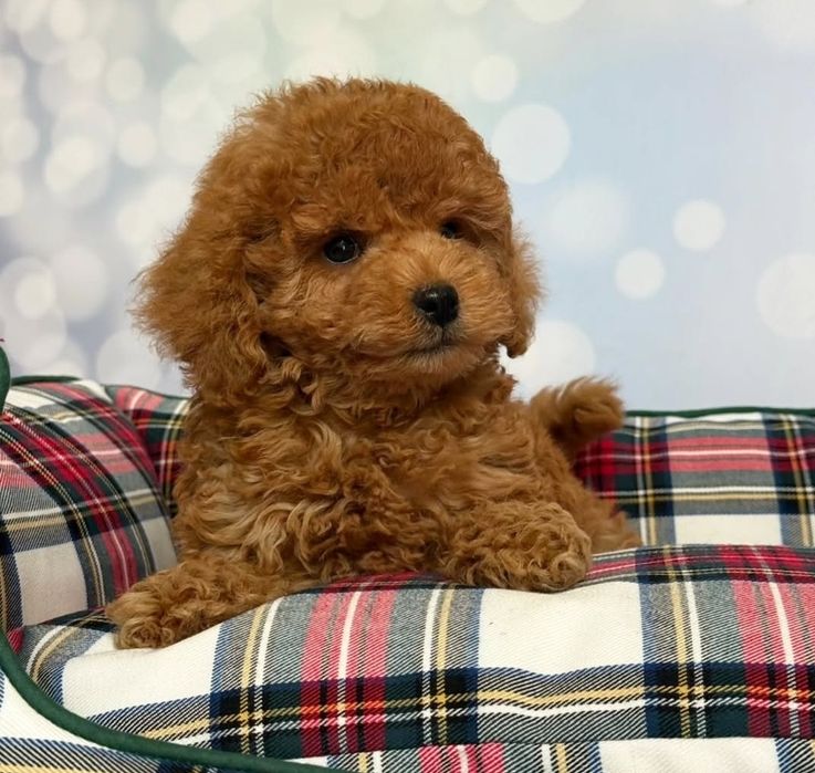 Класний малюк той пудель