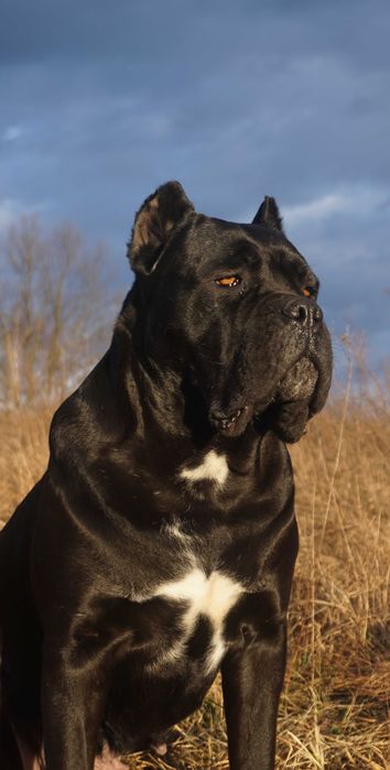 Cane Corso 3 miesięczna pręguska mocnej budowy  ZKwP FCI