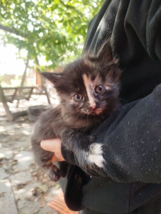 котинята 2 місячні