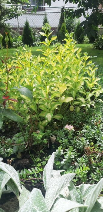 Седум варієгатний