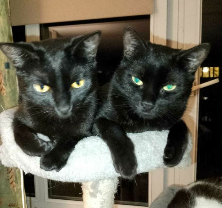 Ok.2 letnie piękne czarne damy do adopcji.