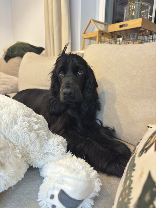 LUSIA Cocker Spaniel Angielski suczka REZERWACJA