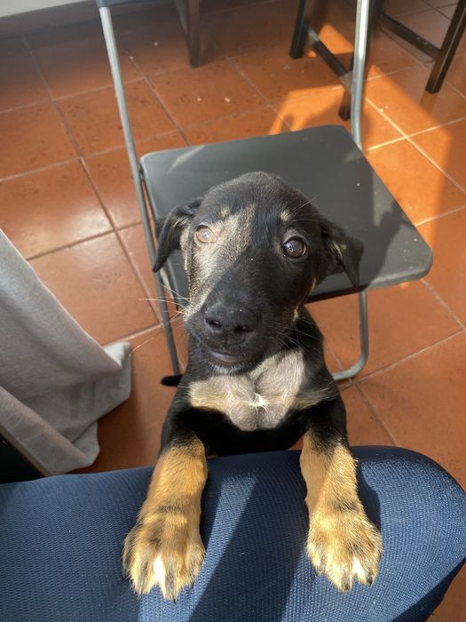 Tenho um cãozinho de 4 meses para adoção
