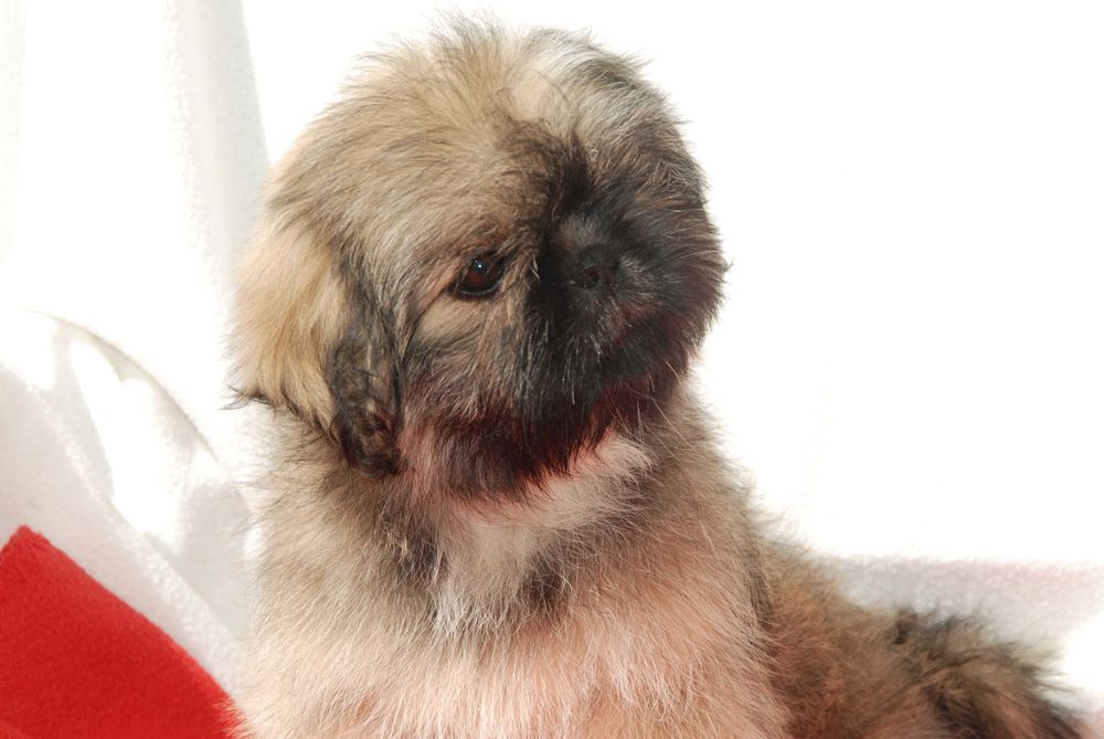 shih tzu sunia 10 tygodniowa sobolowa