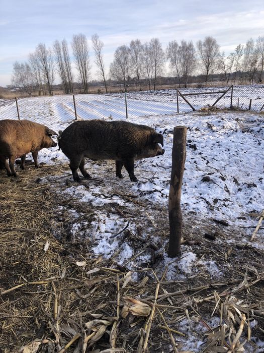 Продам  свиноматку. Та кнура