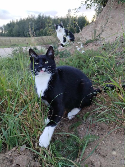 Dwa koty do oddania w dobre rece