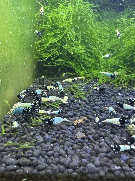 Krewerki Cardina Pinto Spotted Black