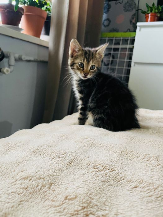 Kotki do adopcji
