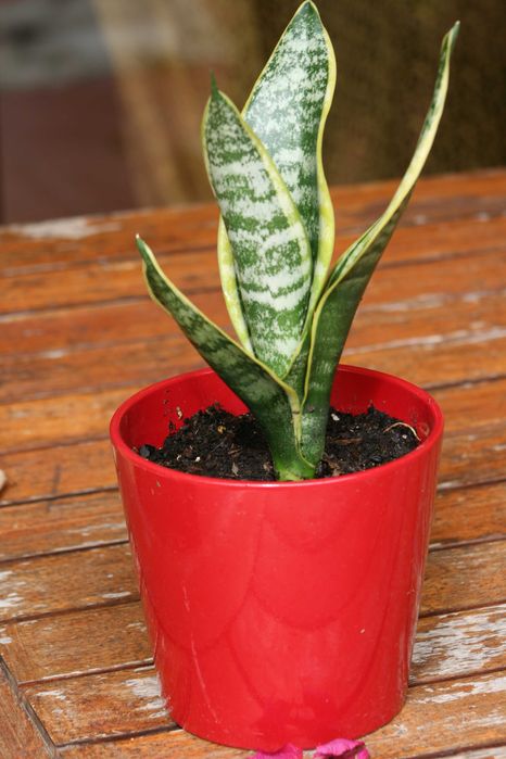 Espada de São Jorge planta