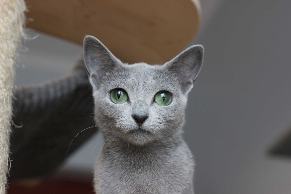 Kotka rosyjska niebieska FPL