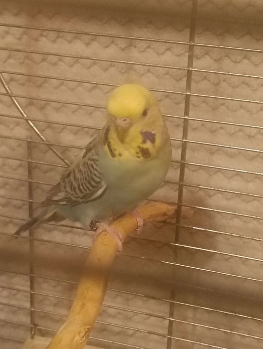 Papużki Faliste Parka