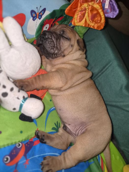 Shar pei - malutki DESIMIR rozgląda się za nowym domem*ZKwP/FCI