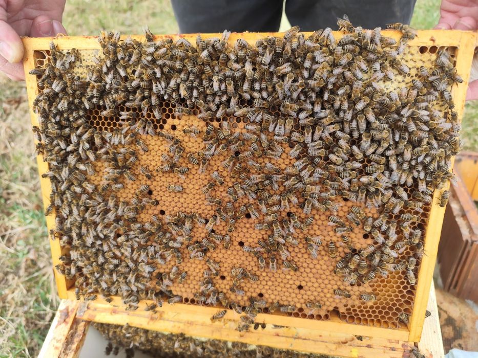 Sprzedam rodziny pszczele Hinderhoffer