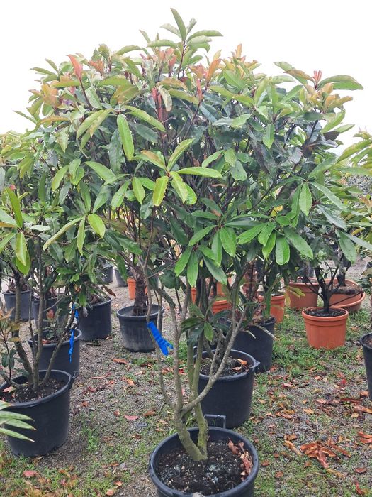 Głogownik formowany bonsai VULCANO