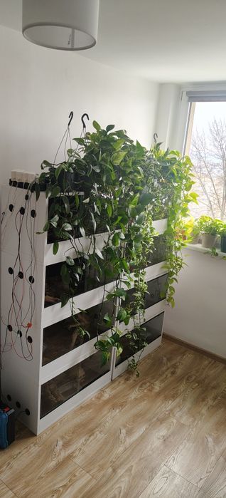 Epipremnum Gliwice