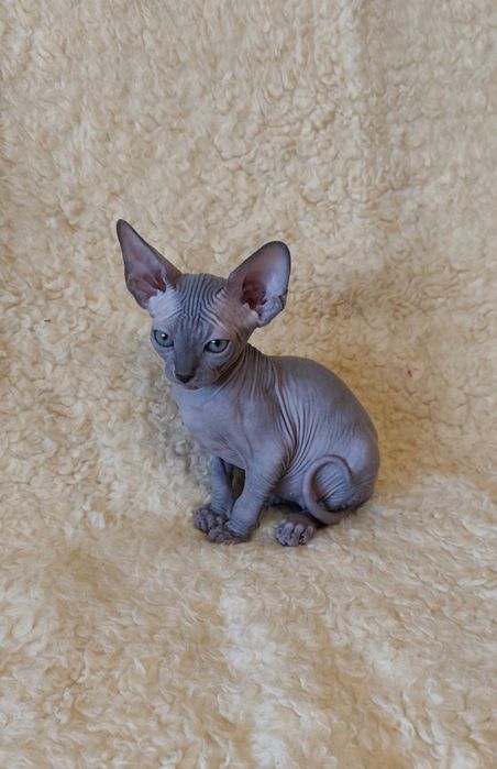 Канадская девочка