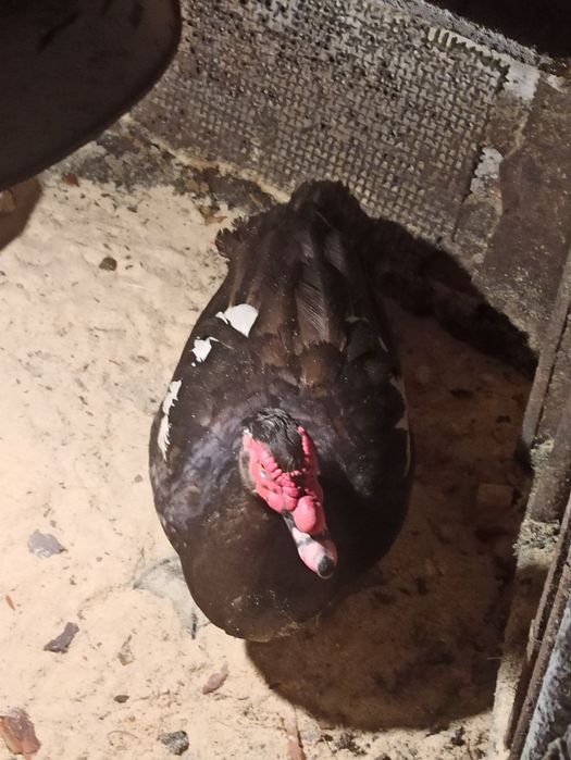 Інкубаційне качине яйце