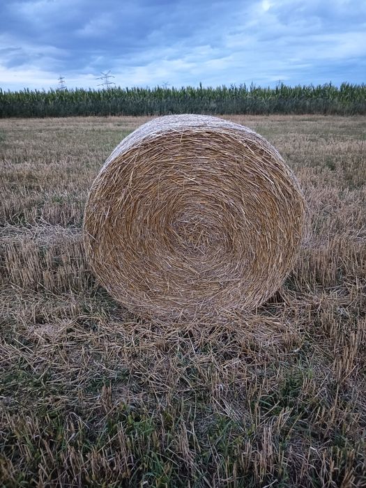 Przedam słomę w baloty 120