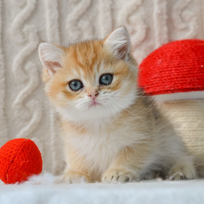 Котик шукає нову родину