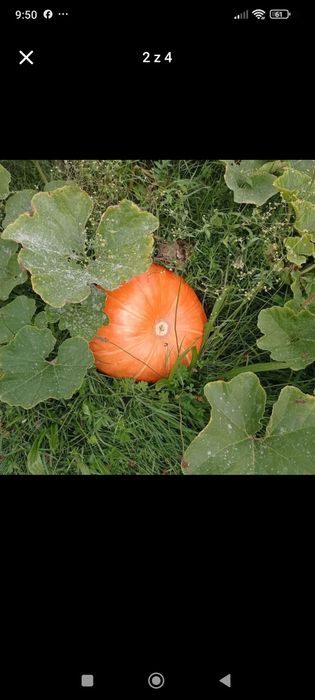 Dynia halloween. Polecam