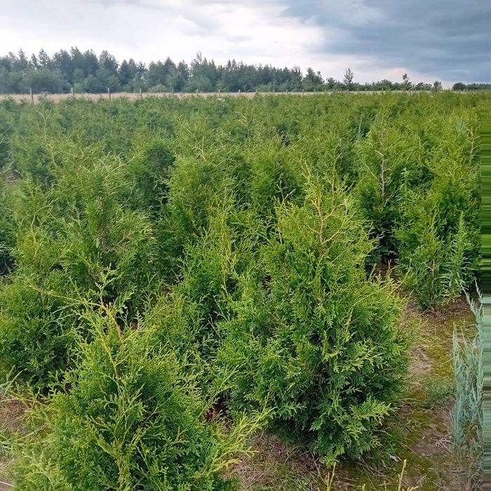 Tuja kórnik szmaragd braband blue arrov globosa swierk  jodła