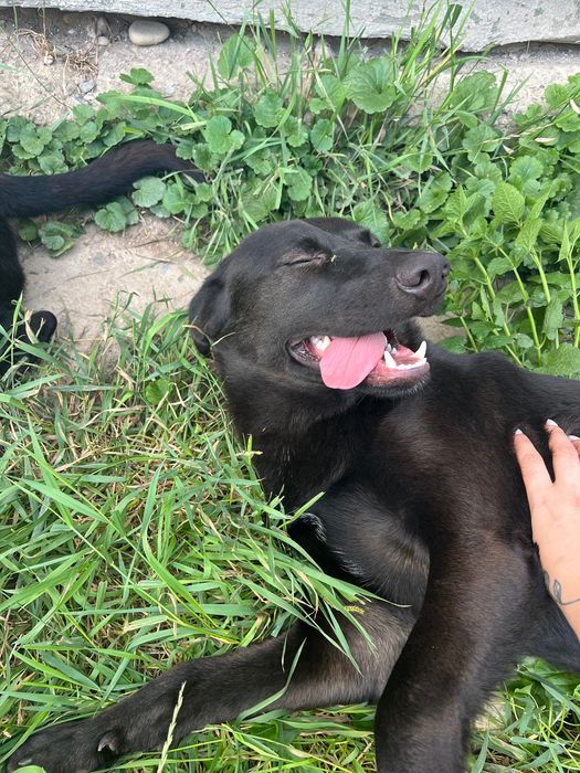 Віддається Собака