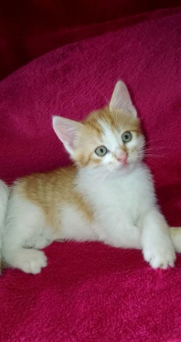 Отдам котят в хорошие руки