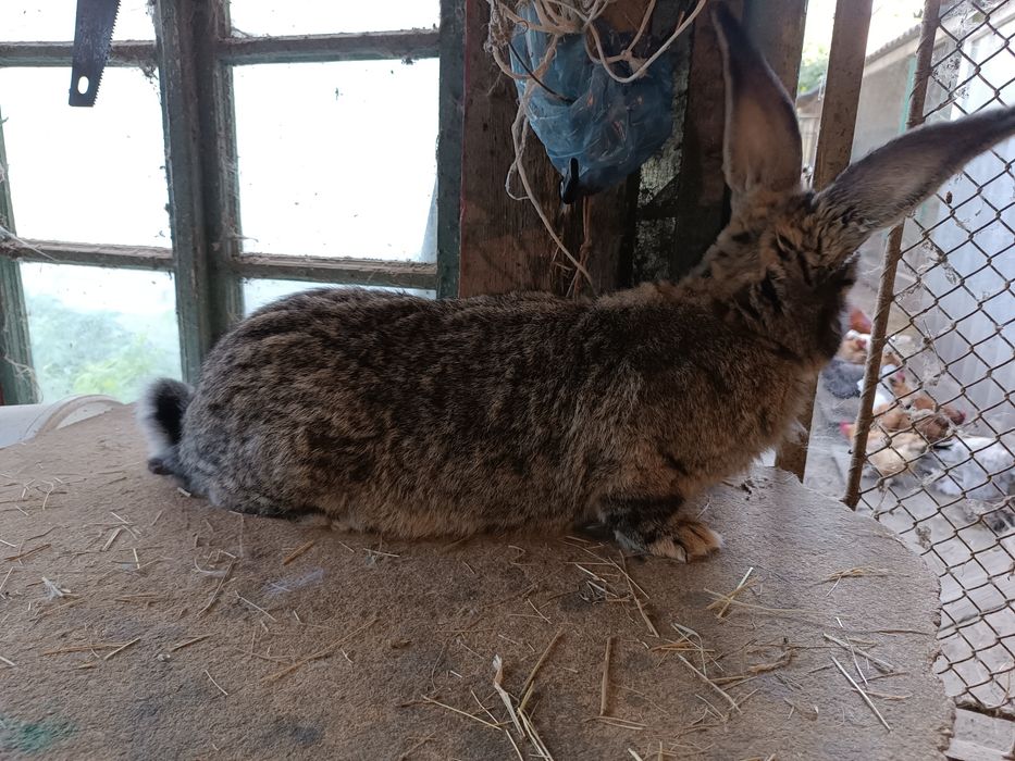 Дорослі кролі фландер