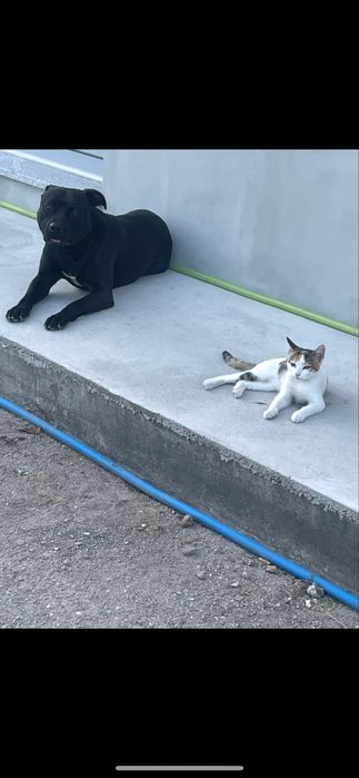 Comportamentalista canino