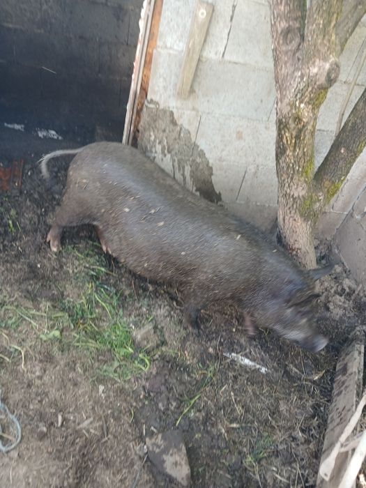 Mãe e filho a venda com urgencia