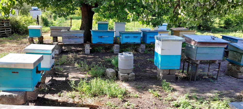 Продам бджолині сім'ї вмісті з вуликами, є корпусні і лижаки.