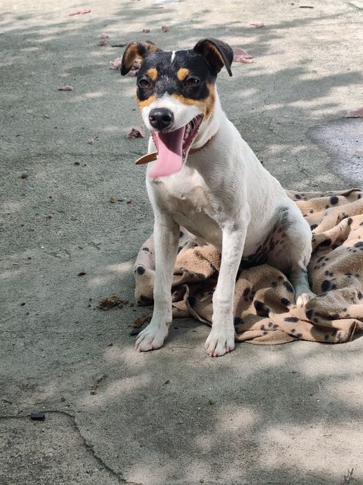 Jack Russel terrier
