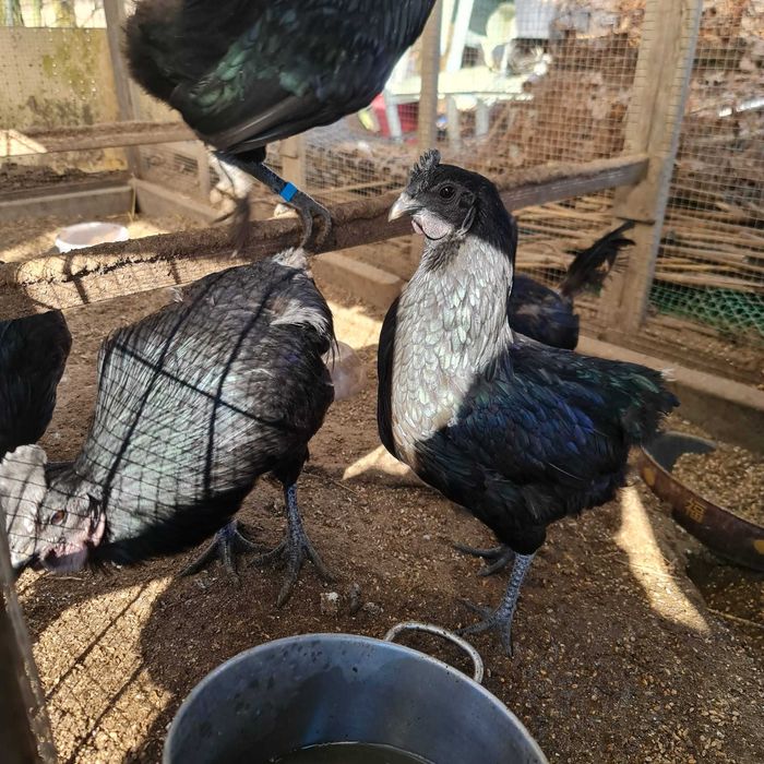 Jaja lęgowe Ayam Cemani