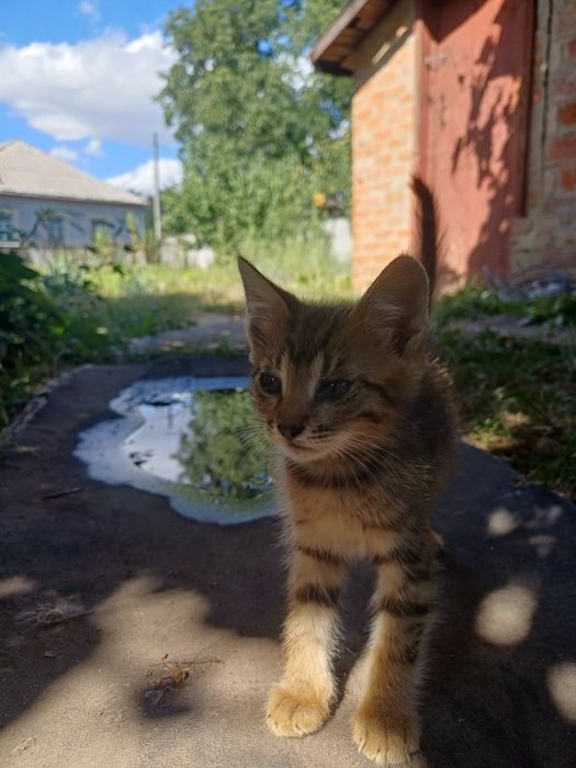 Кошенята в добрі руки