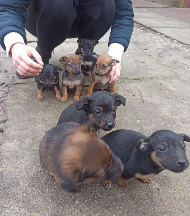 Oddam piękne szczeniaczki w dobre ręce