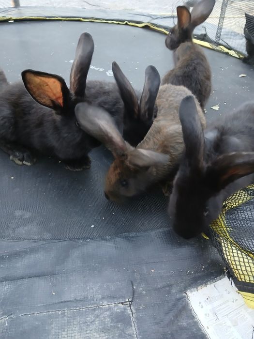 Продам свійських  кроликів