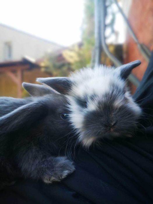 Mini Lop Królik Miniaturka baranek - jak pluszak