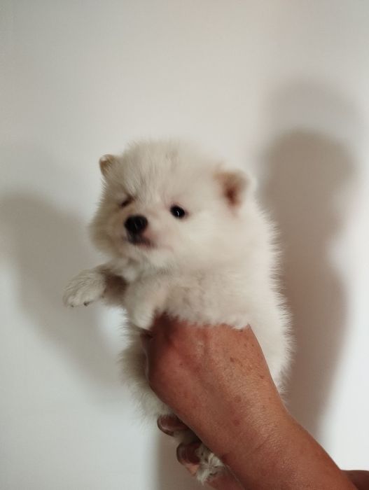 Pomeranian szpic miniaturowy