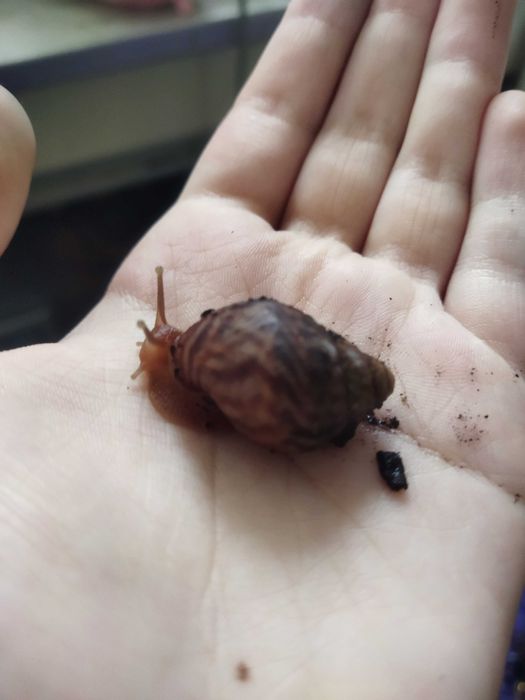 Підлітки ахатіна фуліка (achatina fulica) равлики