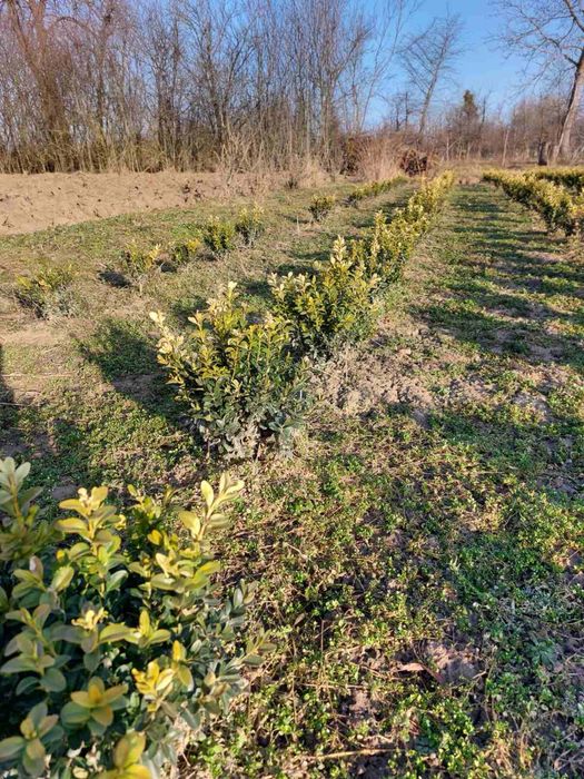 Продається самшит