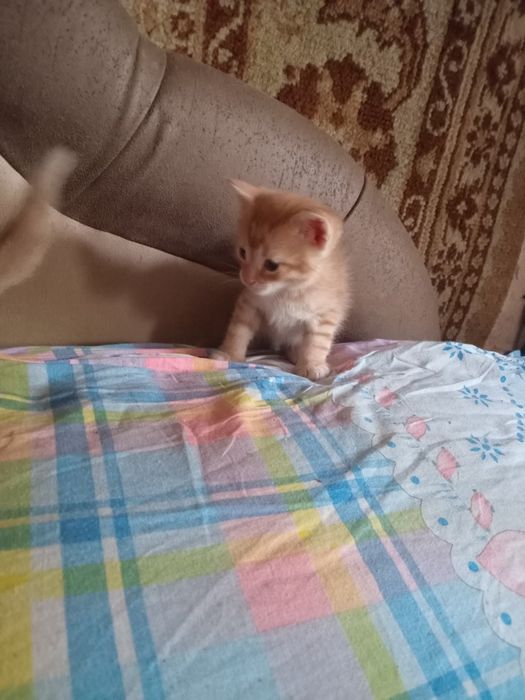 Продам котят рижі білі