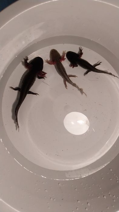 Axolotes Bebes para venda