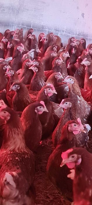 KURKI KURY KURCZAKI młode kurki z pierwszym jajkiem z dowozem gratis