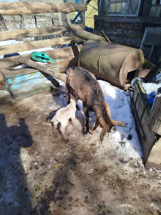 Продам Коза дойная